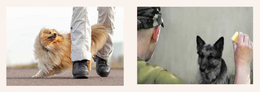 Zwei kontrastierende Hundeszenen: Links ein freundliches Bild mit einem Sheltie, der konzentriert und begeistert zwischen den Beinen seines Halters hindurchläuft – in Bewegung, nah am Menschen. Rechts ein eher düsteres Bild mit einem Mann in Militärkleidung und einem ernstblickenden Schäferhund, der starr auf den Besitzer starrt. Die Bilder zeigen, wie unterschiedlich Bildsprache wirken kann.