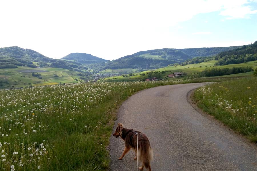 in Hund läuft auf einem geschwungenen Weg – der Blick folgt automatisch der Wegführung durch das Bild.